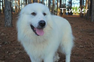 Great Pyrenees Dogs for adoption in Minneola, FL, USA