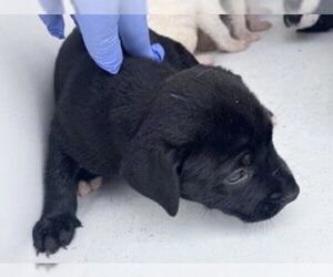 Mutt Dogs for adoption in Houston, TX, USA
