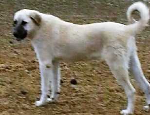 Anatolian Shepherd Dogs for adoption in San Angelo, TX, USA