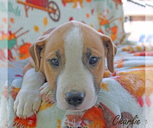 American Pit Bull Terrier-Unknown Mix Dogs for adoption in Wakefield, RI, USA