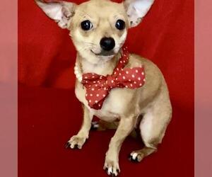 Chihuahua Dogs for adoption in Thompson, MA, USA