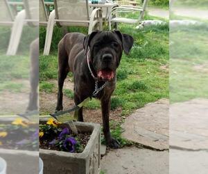 Mastiff-Unknown Mix Dogs for adoption in Chambersburg, PA, USA