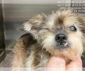 Cairn Terrier Dogs for adoption in Waco, TX, USA