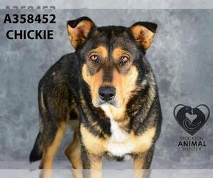 German Shepherd Dog Dogs for adoption in Stockton, CA, USA