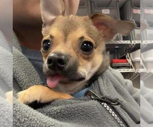 Chihuahua Dogs for adoption in San Antonio, TX, USA