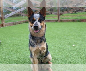 Mutt Dogs for adoption in Chestertown, MD, USA