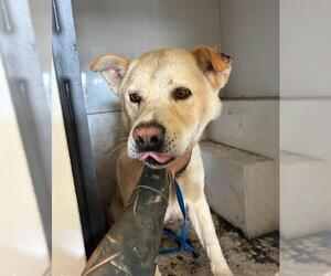 Anatolian Shepherd-Unknown Mix Dogs for adoption in Oklahoma City, OK, USA