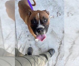 Boxer Dogs for adoption in San Martin, CA, USA