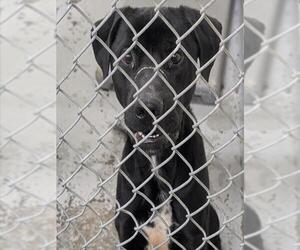 Labrador Retriever-Unknown Mix Dogs for adoption in Anchorage, AK, USA