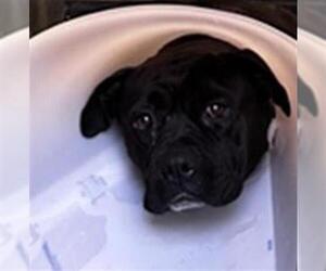 American Pit Bull Terrier Dogs for adoption in Downey, CA, USA