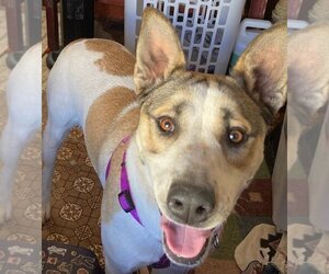 Huskies -Unknown Mix Dogs for adoption in Los Lunas, NM, USA