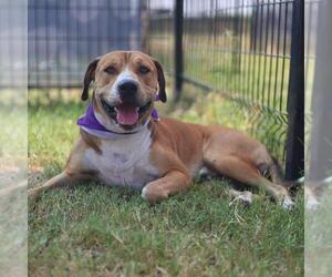 American Staffordshire Terrier-Unknown Mix Dogs for adoption in San Antonio, TX, USA