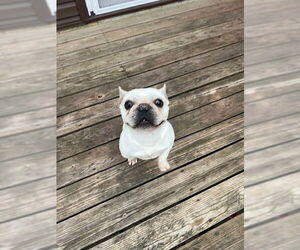 French Bulldog Dogs for adoption in St. Louis Park, MN, USA
