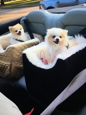 Pomeranian Dogs for adoption in Rowayton, CT, USA