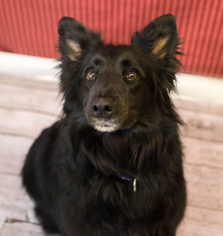 Borador Dogs for adoption in Birdsboro, PA, USA