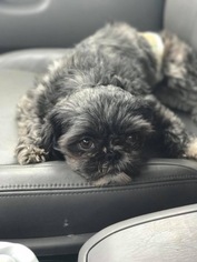 Shih Tzu-Unknown Mix Dogs for adoption in Princeton, MN, USA