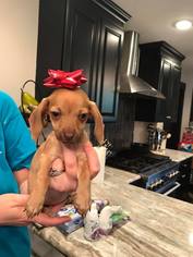 Chiweenie Dogs for adoption in Lindale , TX, USA