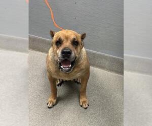 Mutt Dogs for adoption in Las Vegas, NV, USA