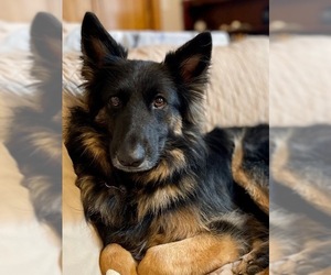 German Shepherd Dog Dogs for adoption in Boston, MA, USA