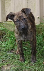 Medium Photo #1 Plott Hound-Unknown Mix Puppy For Sale in Bandera, TX, USA