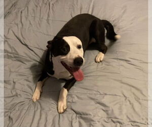 American Pit Bull Terrier-Unknown Mix Dogs for adoption in Germantown, OH, USA