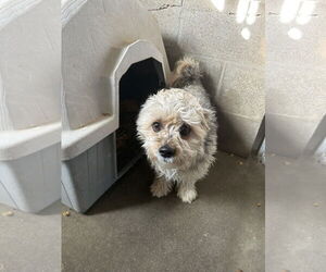 Mutt Dogs for adoption in Apple Valley, CA, USA