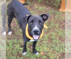 Labrador Retriever-Unknown Mix Dogs for adoption in San Antonio, TX, USA
