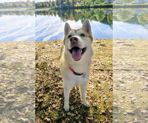 - Mix Dogs for adoption in Rockaway, NJ, USA