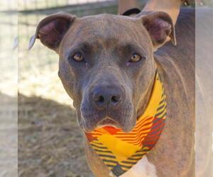 American Staffordshire Terrier-Unknown Mix Dogs for adoption in San Antonio, TX, USA