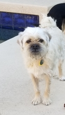 Small Shih Tzu Mix