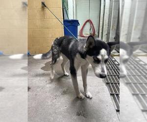 Siberian Husky-Unknown Mix Dogs for adoption in Stockton, CA, USA