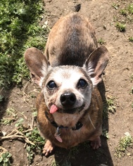 Chiweenie Dogs for adoption in Corning, CA, USA