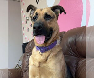German Shepherd Dog Dogs for adoption in Fargo, ND, USA