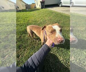 American Pit Bull Terrier Dogs for adoption in Houston, TX, USA