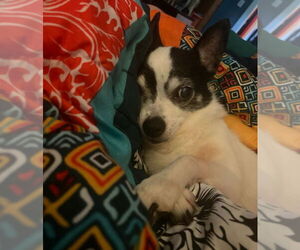 Chihuahua Dogs for adoption in Minneapolis, MN, USA