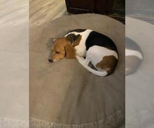 Beagle Dogs for adoption in Weatherford, TX, USA