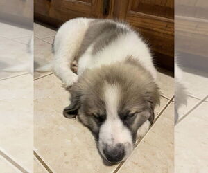 Great Pyrenees-Unknown Mix Dogs for adoption in Plymouth, MN, USA