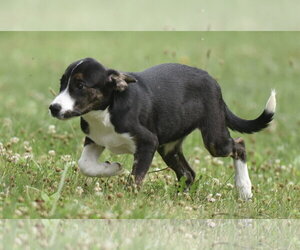 Plott Hound-Unknown Mix Dogs for adoption in Mechanicsburg, PA, USA