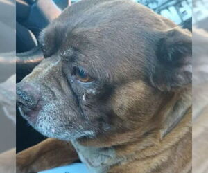 Pug-Unknown Mix Dogs for adoption in Tracy, CA, USA