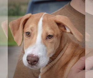 Borador Dogs for adoption in Huntley, IL, USA