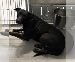 Labrador Retriever-Unknown Mix Dogs for adoption in Modesto, CA, USA