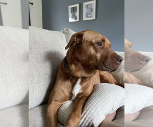 American Pit Bull Terrier-Labrador Retriever Mix Dogs for adoption in Aurora, IN, USA