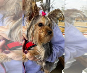 Mutt Dogs for adoption in Fairfax, VA, USA