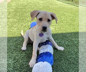 Mutt Dogs for adoption in Fort Worth, TX, USA