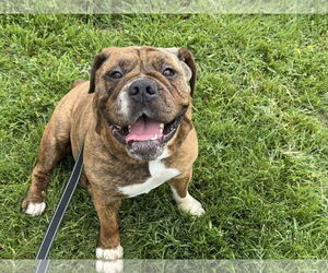 American Bulldog-Unknown Mix Dogs for adoption in Millersville, MD, USA