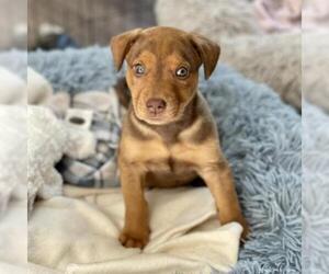 American Bulldog Dogs for adoption in Opelika, AL, USA