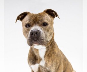 American Pit Bull Terrier-Unknown Mix Dogs for adoption in Rootstown, OH, USA