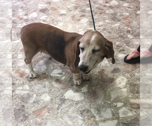 Basset Hound Dogs for adoption in Pottstown, PA, USA
