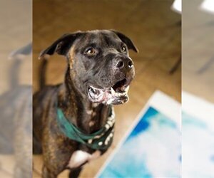 Mastiff-Unknown Mix Dogs for adoption in Gainesville, FL, USA
