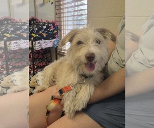 Mutt Dogs for adoption in Amarillo, TX, USA